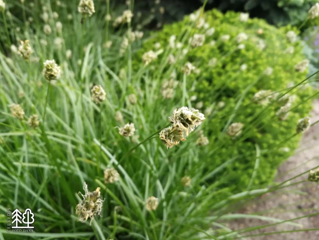 Sesleria heufleriana